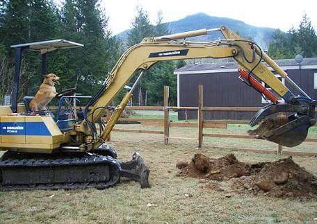 poochpal's tweet photo. Is your dog a digger? https://t.co/qGgbh3F4eh https://t.co/1ept45xCh5