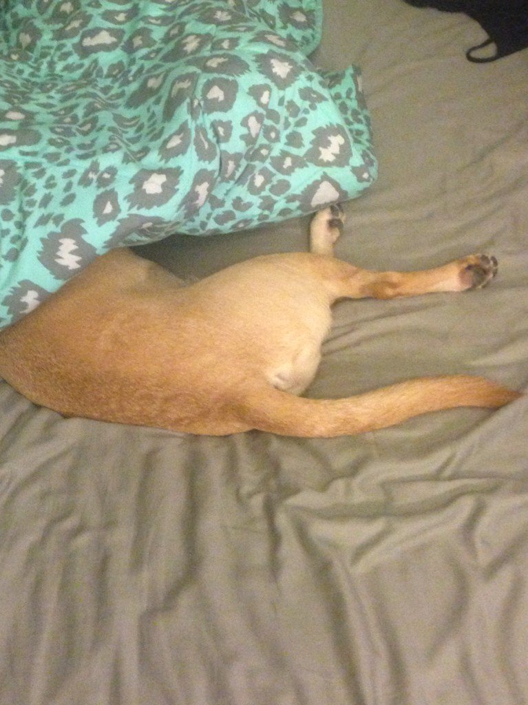 Brodythepuggle's tweet photo. Dear Brody, I might hog the covers but this is evidence that you hog the bed. Love, momma. https://t.co/PBMrJgBuwG