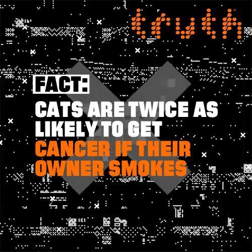 Mayo360Dance's tweet photo. #USAfricaBF Radar: Smoking kills pets too. Stop #CATmageddon with truthorange #partnerwith… https://t.co/TYIqXRLEjo https://t.co/Fwox9eHaFe