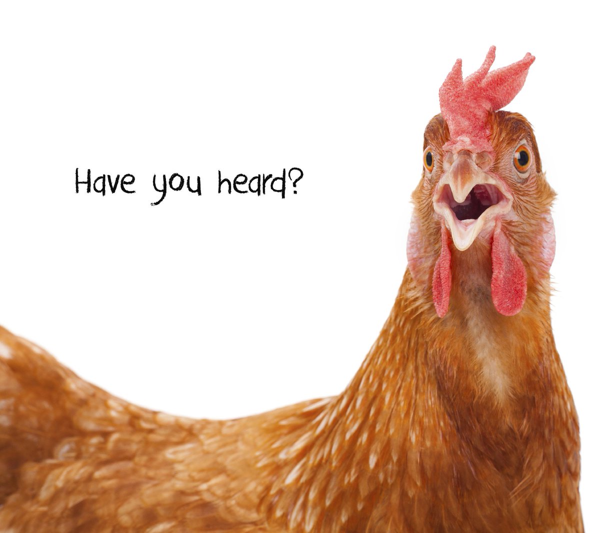 MeyerHatchery's tweet photo. Select assorted #chicks on sale now #chicksale https://t.co/3hIT32l3JG