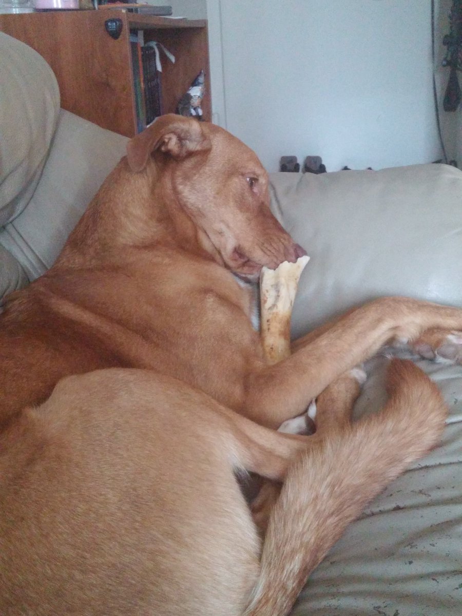 CaseyCatalyst's tweet photo. When you're too lazy to hold your bone https://t.co/LgYuxk3Jgg
