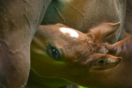 Foran Equine tweet media