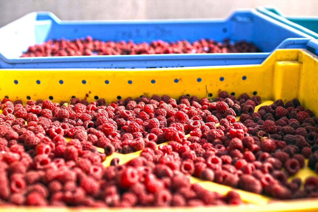 Red_Razz's tweet photo. Celebrating our Love of Farmers: https://t.co/S7JSGCfqeo #RedRazz #RaspberryLovers https://t.co/3RRAfztcfP