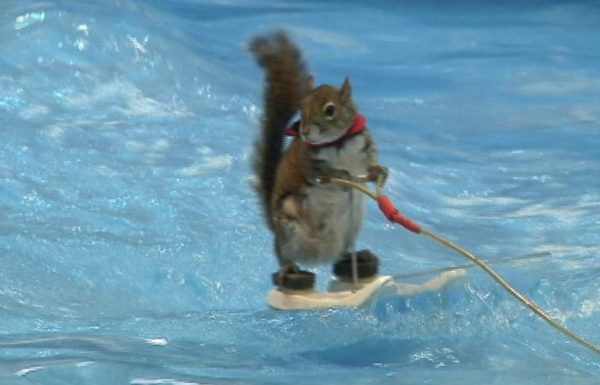 BoatingCampaign's tweet image. Water Skiing Squirrel shares boating safety message: bit.ly/1U3f0tq #wearit #safeboating