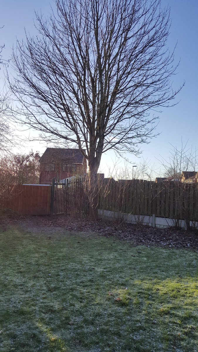 elmhousetrees's tweet photo. Maple tree removal in Manchester with a great clean up job. https://t.co/uYjh6B2NdW