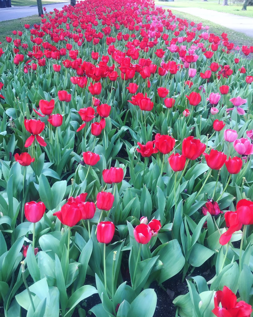 SarahandBeard's tweet photo. Bring on the #spring! #tulips #sarahandthebeard https://t.co/gibQeM25EJ