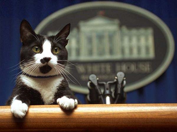 miamiveterinary's tweet photo. Happy President's Day! Remember that we are opened 24/7. If you have a pet emergency please call us at 305-665-2820 https://t.co/Ga8KmyfLBO