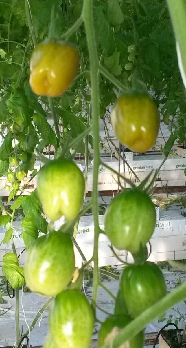 Zie jij het ook? De eerste #Candiezz #snoeptomaatjes beginnen te kleuren. Nog even en je kunt er weer van genieten!