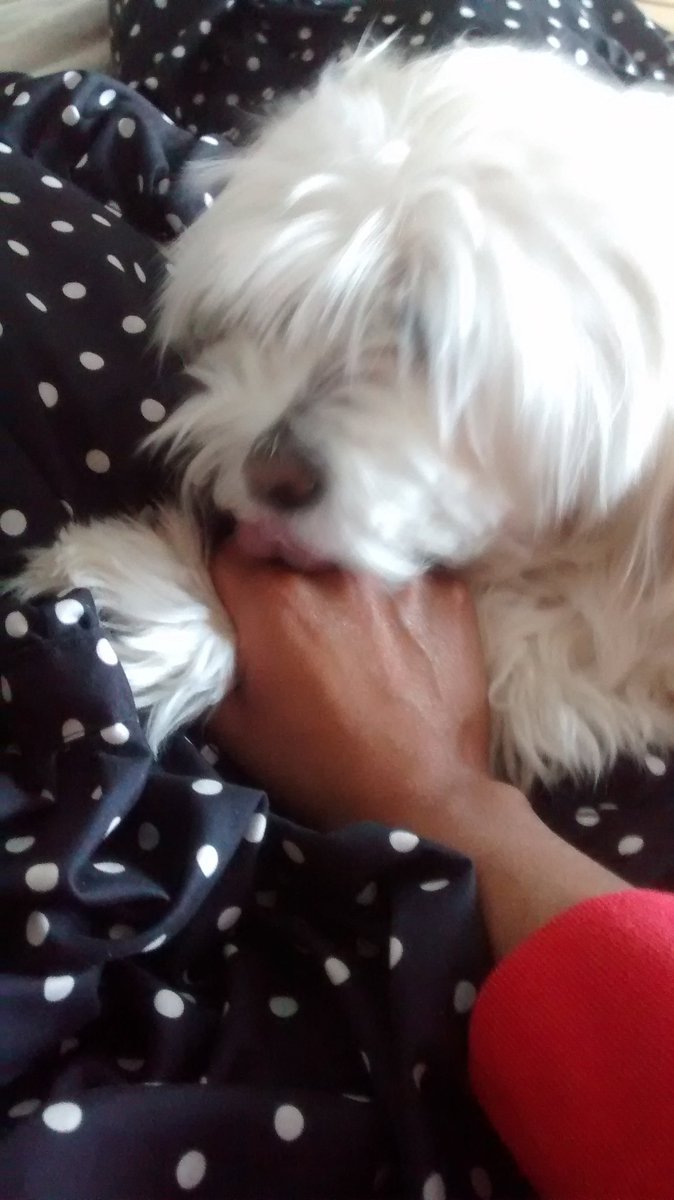 DuchessOfProse's tweet photo. Sleeping in with a fuzzy friend. #TPFamilyDay https://t.co/x2v0v6WzIB