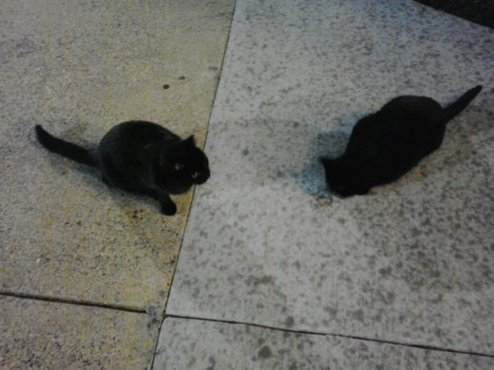 sm9eb's tweet photo. @SmithsonianMag Jimmy and Dolly the @JMU campus cats salute their namesakes! #WetPaws #JMUsnow https://t.co/HXvxcmbkEu