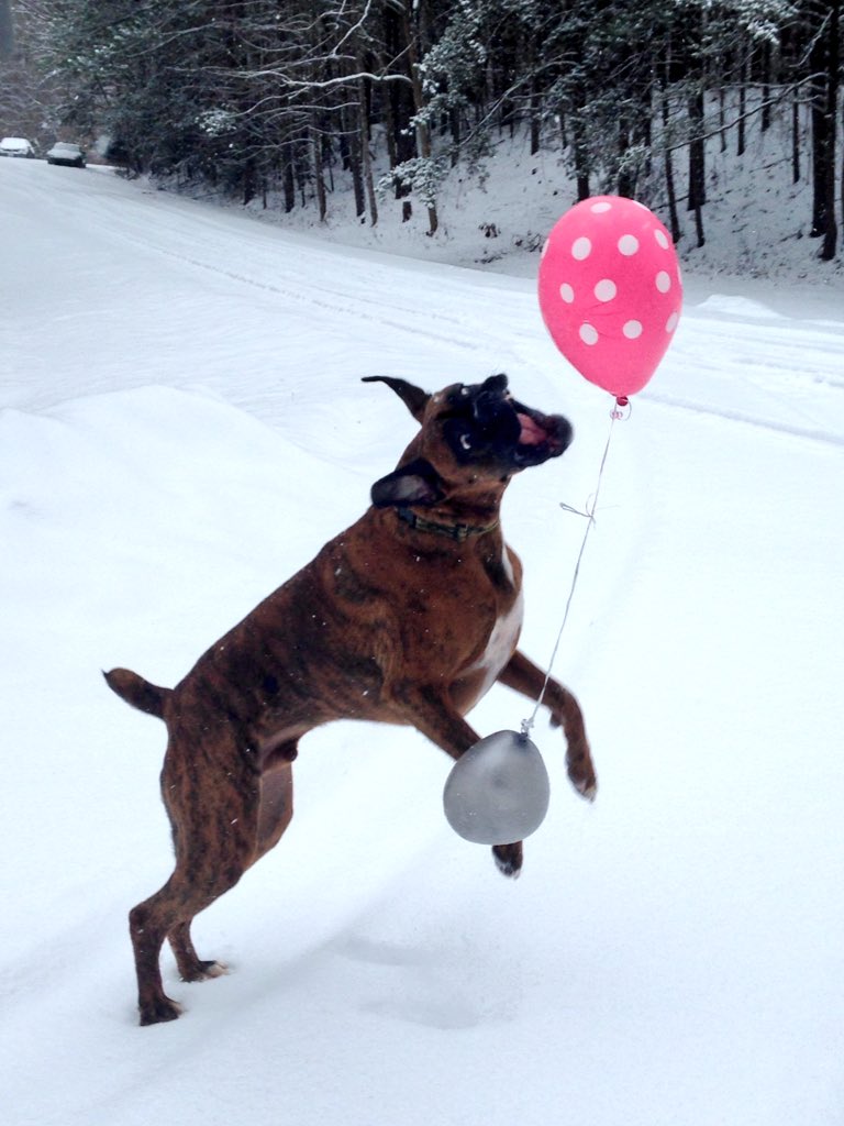 Jack_the_Boxer's tweet photo. Happy snow day! #boxeraddict #boxerstrong https://t.co/qmgp57hNZr