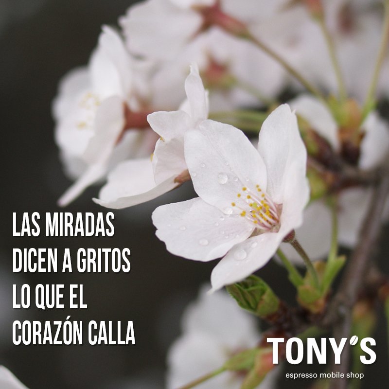 TonysCafePE's tweet photo. ¡Inicia la semana! ¡Buen lunes! <3 https://t.co/vBrwoOiVUc