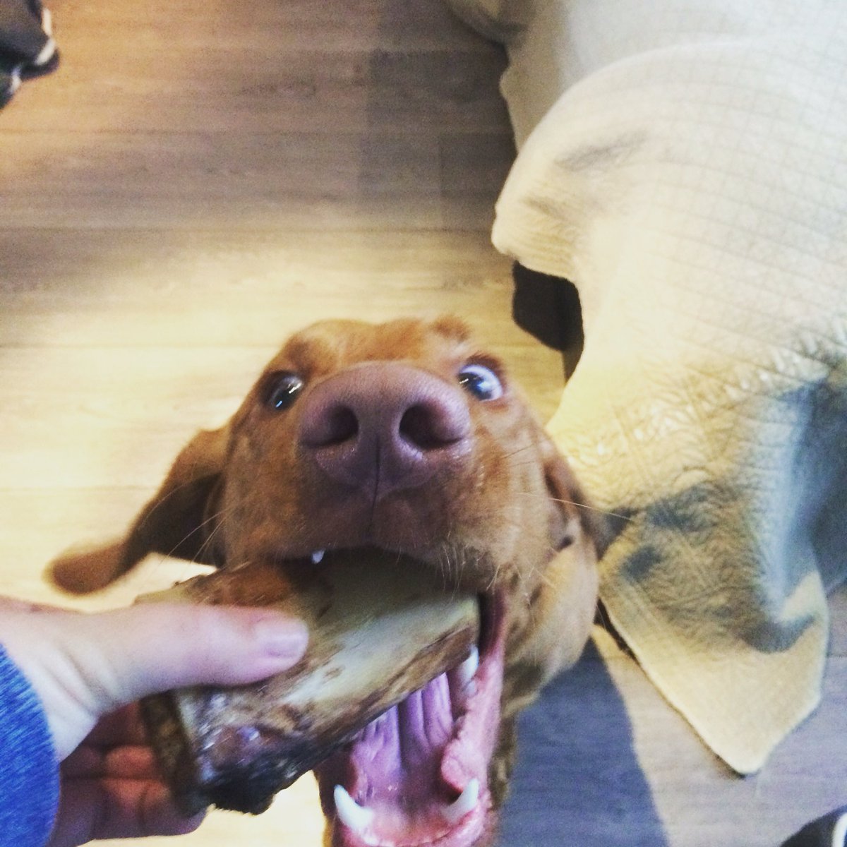 Fergus loving his bone