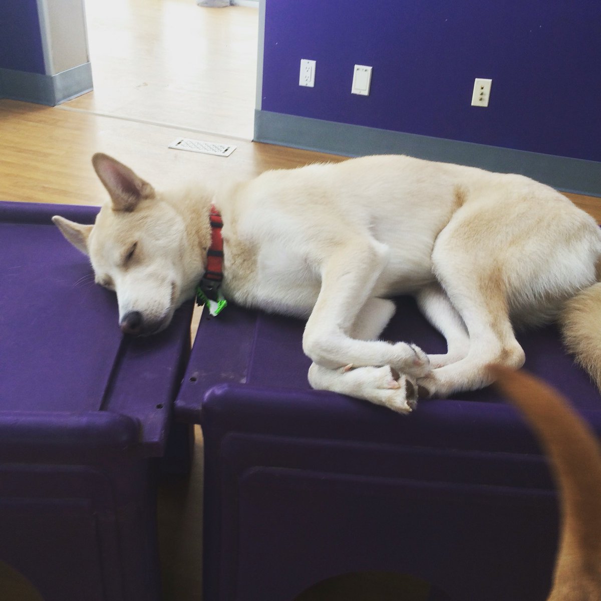 Country Paws (@countrypaws) on Twitter photo 