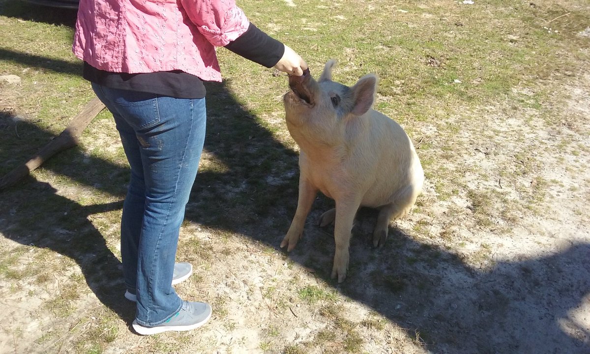 PigSanctuary's tweet photo. Curly the cookie fiend https://t.co/Ve5Lq2mXVB