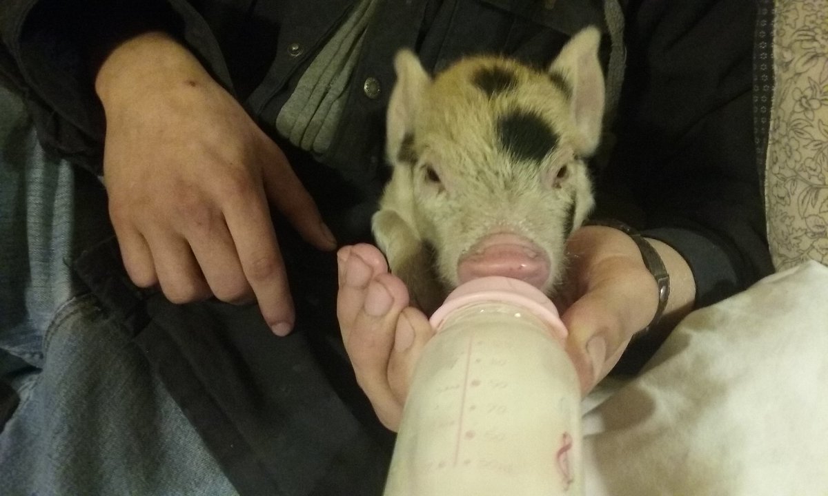 PigSanctuary's tweet photo. Zoey loves her bottle. https://t.co/SD3JpXXFjQ