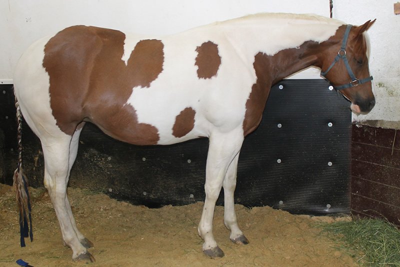 We are on count down with Jasmine getting ready to foal.  Mia is due April 18th will be in stall soon. :)