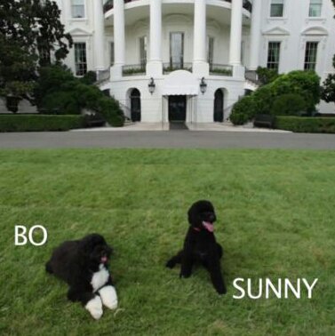 BennettLynn01's tweet image. Happy #PresidentsDay  
@POTUS @FLOTUS 
#CommanderandChief #BOandSUNNY
Running the @WhiteHouse 
#DogsRule