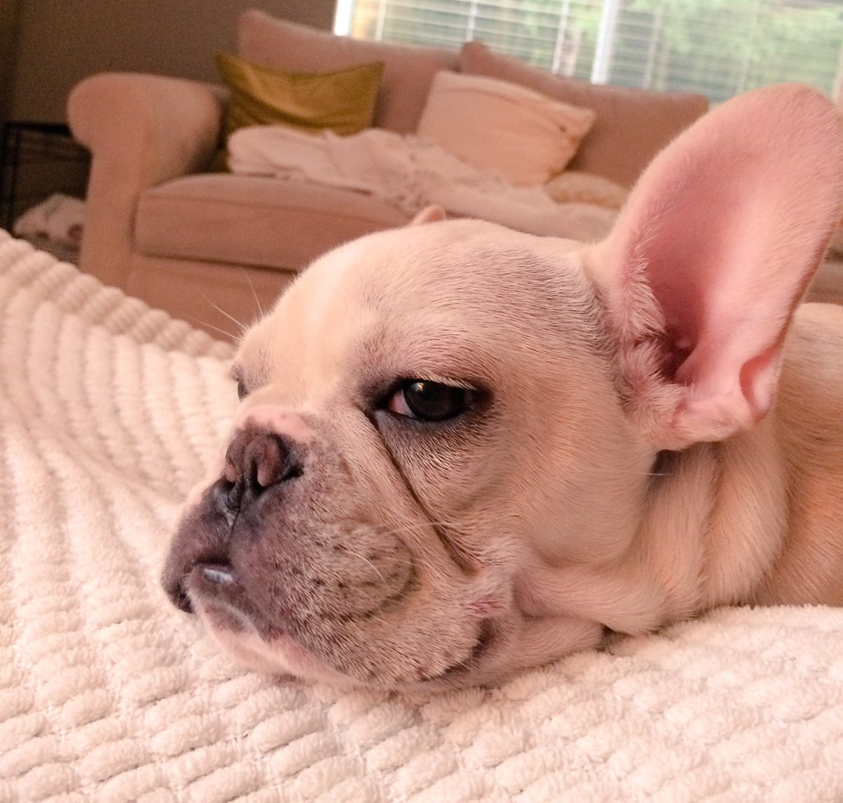 lylabaefrenchie's tweet photo. Ruff weekend. Good thing today is a holiday. #presidentsday 🇺🇸🇺🇸🇺🇸#frenchbulldog #frenchbull #frenchie #frenchies https://t.co/nKQrbXDsWI