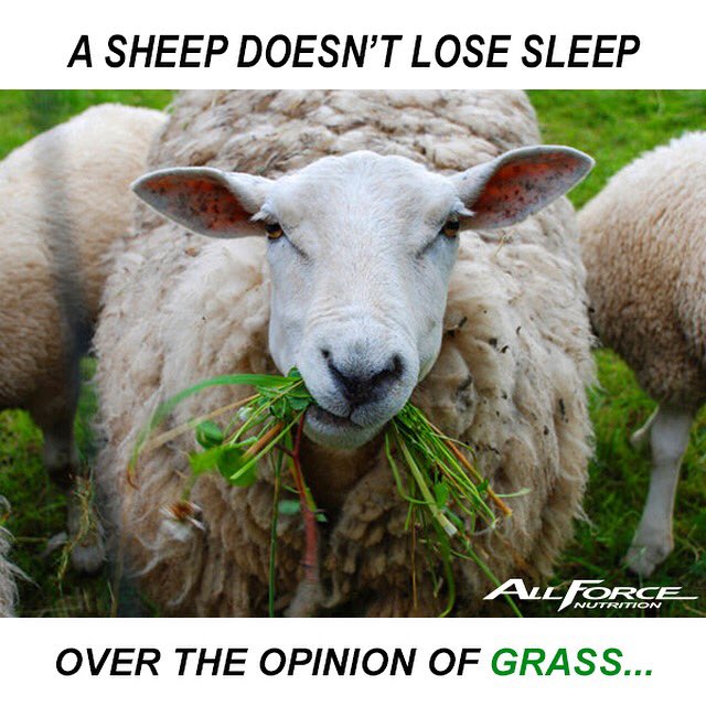 AllForceNutritn's tweet photo. Be a sheep, not a piece of grass #MondayMotivation 💪🏼 https://t.co/gdkvjOWFuS