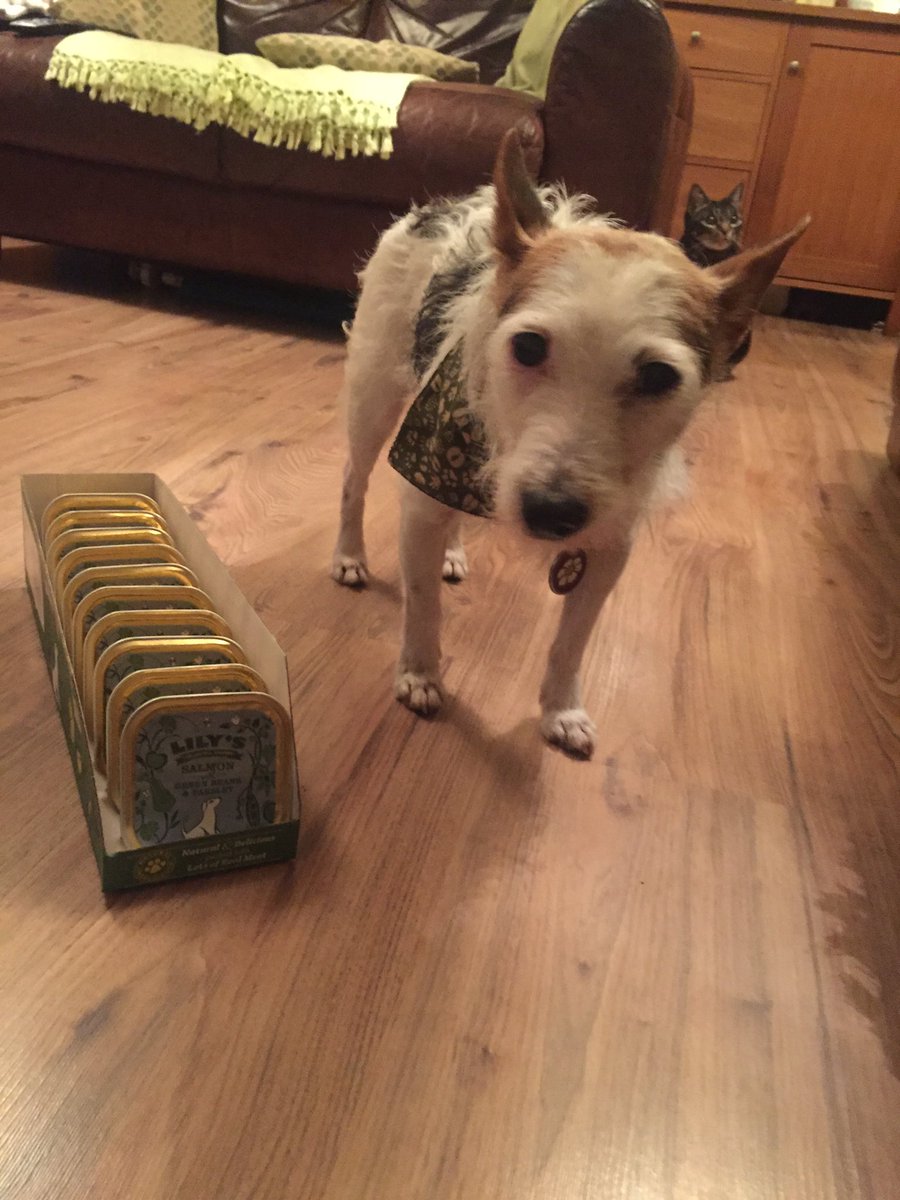 Bazil_dog's tweet photo. @Amadeusivan @harveycusick @Cabincutey @WhippetPickle @Louiewestie @Humfthecocker all good, there are of us now https://t.co/64e9640WhH