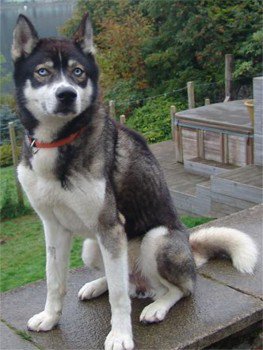 millypod1's tweet image. #Lost RESCUE Siberian Husky Male
Inverlounin Rd #Lochgoilhead #ArygllandBute #Scotland #PA24 doglost.co.uk/dog-blog.php?d…