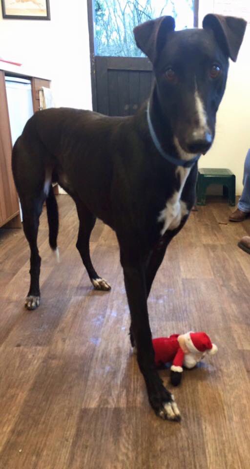 5Mumsie's tweet photo. @prodnose URGENT 2 yr old Pasta, missing/stolen from Shoreham, Kent area. Elderly owner. Call Karen on 07760 440142. https://t.co/oWNgav12m8