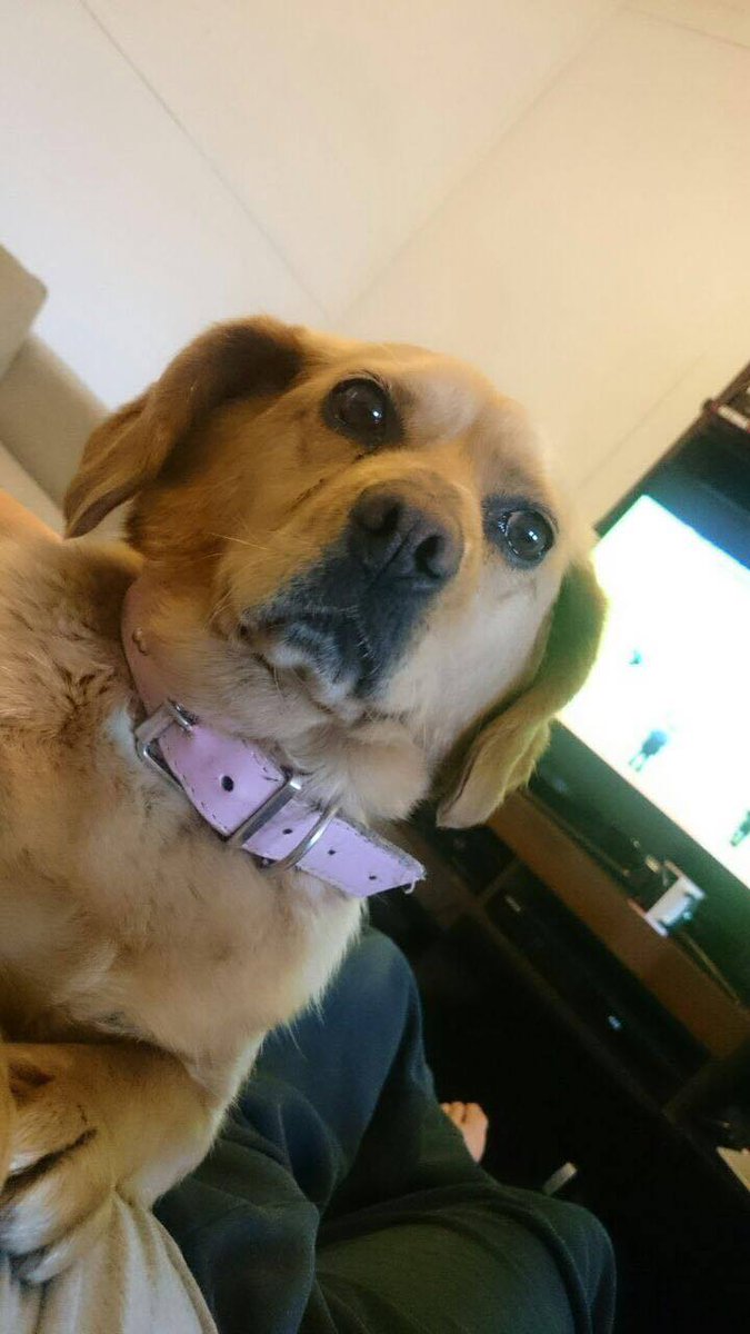 anlouvv's tweet photo. Mascota perdida en la ciudad d Pta Arenas. Cerca de la Av Independencia. Rsp al nombre Elisa @dondavor @DonDateador https://t.co/GOEE5PQQg6