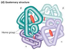 yxpakoraa's tweet image. Ok proteins, now let&apos;s get in formation #quatenarystructure