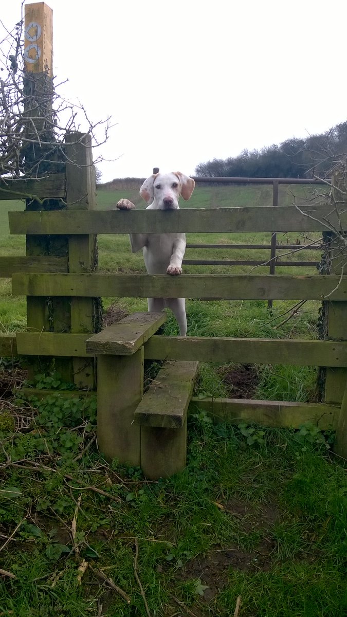 Faye_Lucy's tweet photo. Miller says Keep Hunting #foxhounds #puppy #keephunting https://t.co/Jewk0g7F0d