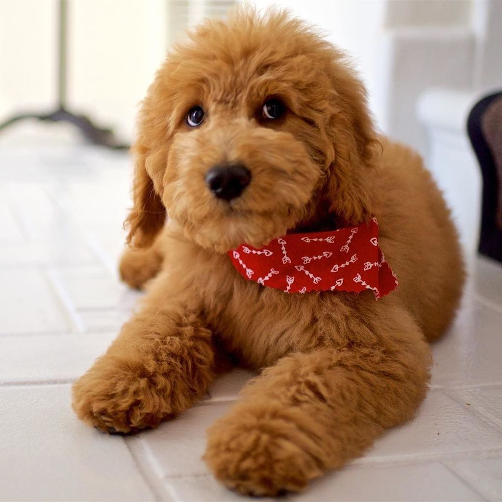 claireholt's tweet photo. I swear I'm not shallow, but he's just so handsome! 🐶😍 #MCM 📷 @brianzager #goldendoodle https://t.co/Cu5OfHM8V3 https://t.co/kFqYaG06sv