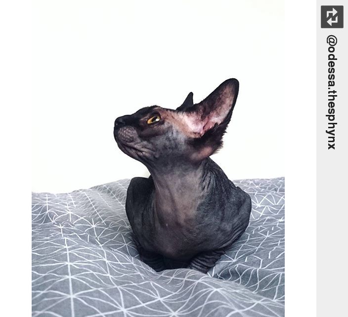 Is it a bird? Is it a plane? No.. It's Joey in the kitchen eating her food! 🙀 🐾 . #sharingiscaring #sphynx #cat