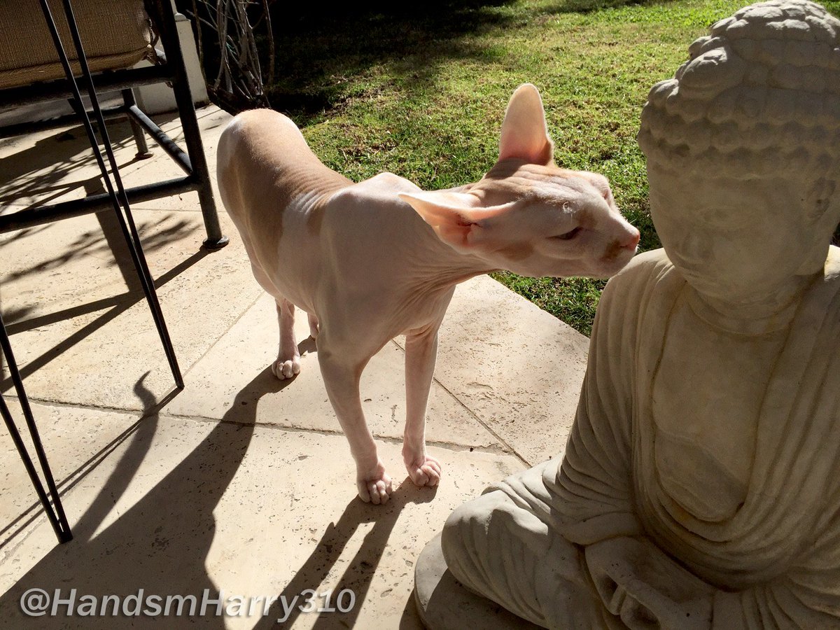 Buddha✨Kisses #enlightenment 💚 #sphynx