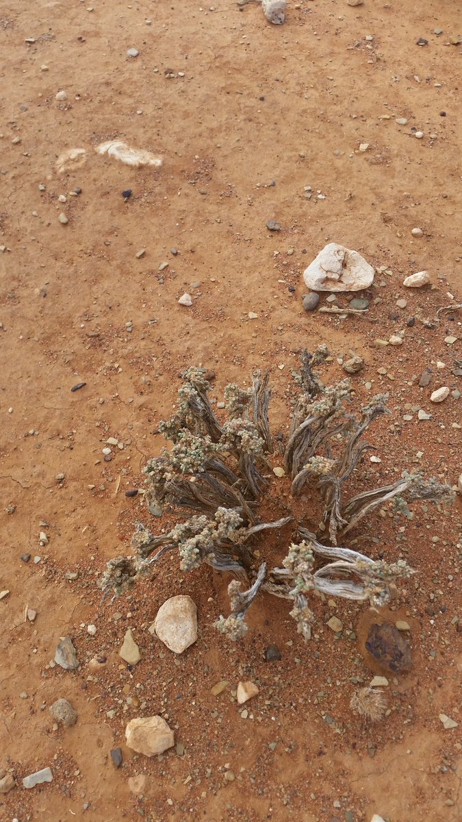 karienb11's tweet photo. @Tygerberg104fm @carteblanchetv ervaar eerstehands die 3jaar droogte in die Karoo #BoereIsHoopvol #ProjekSOS100 https://t.co/eHtCcsesmn