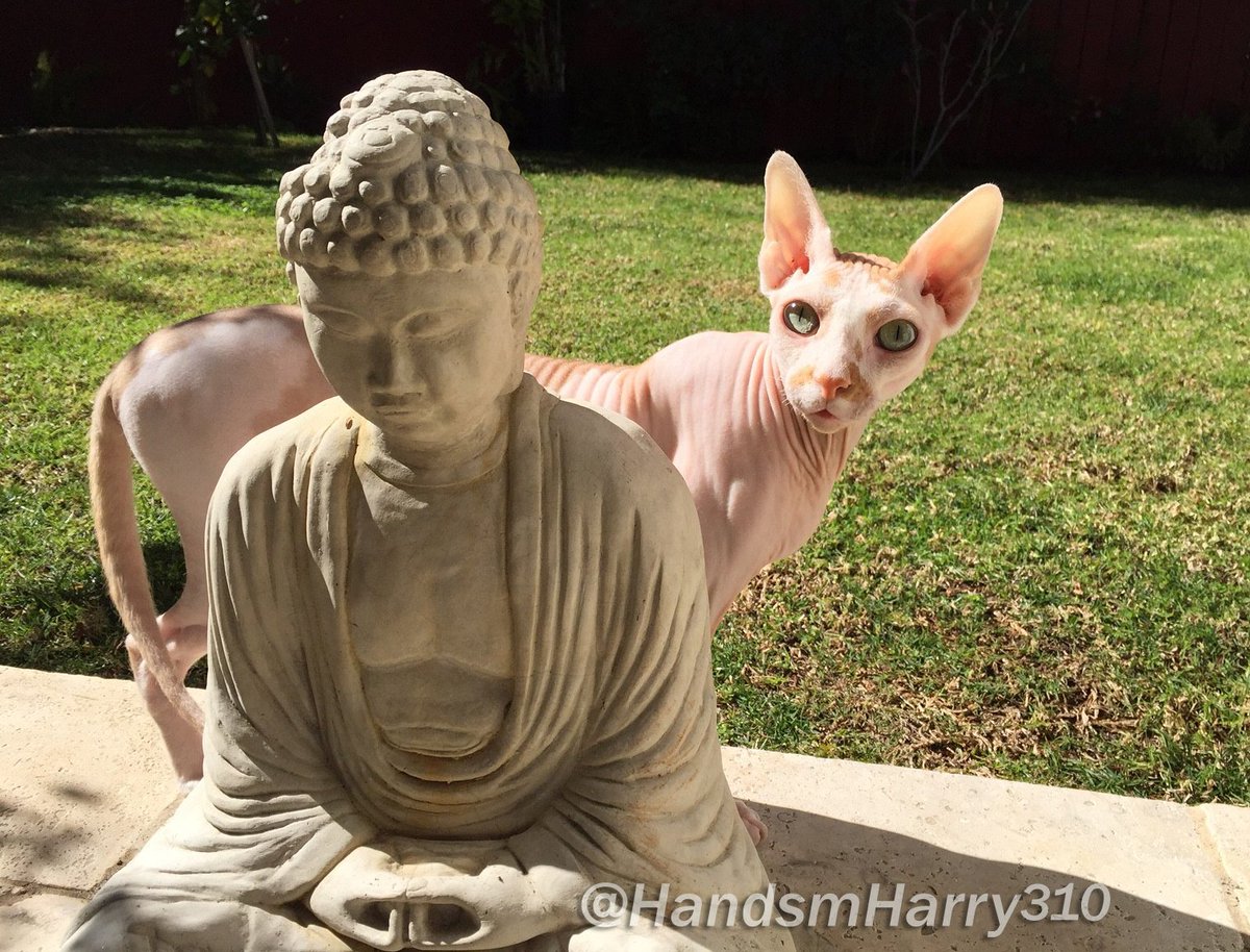 <a href="/HANDSMHARRY310/">Harry Sphynx</a> ॐ #sphynx