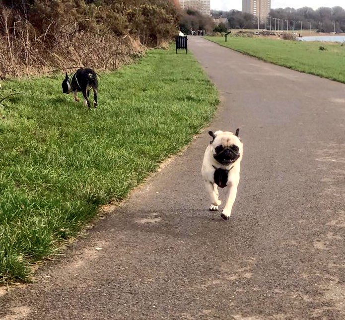 This is what I get up to when my humans are at work #puglife