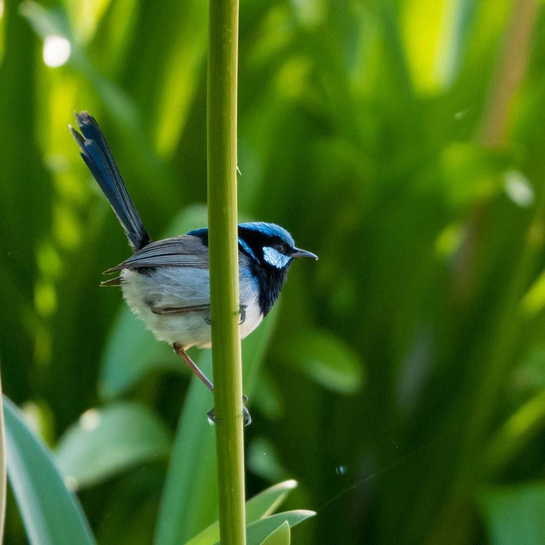 ourANU's tweet photo. #Repost from @nanairo7716 A jumpy fairywren #Maluruscyaneus #superbfairywren #Malurus #fair… https://t.co/lKmnF9lmrh https://t.co/UlJogV0ANC