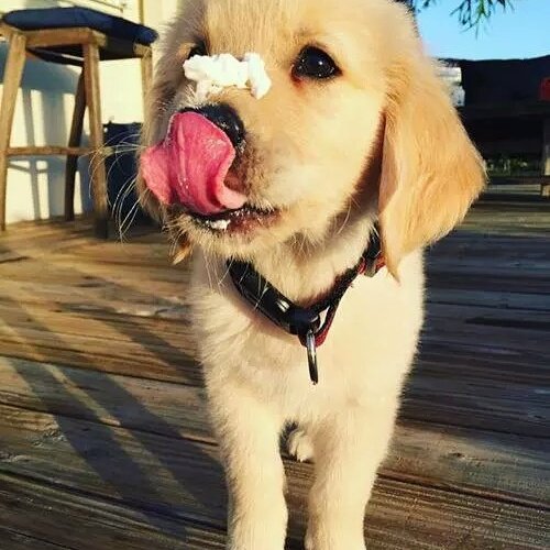 itsadorabledogs's tweet photo. Yummy https://t.co/Ky8BEXicIS