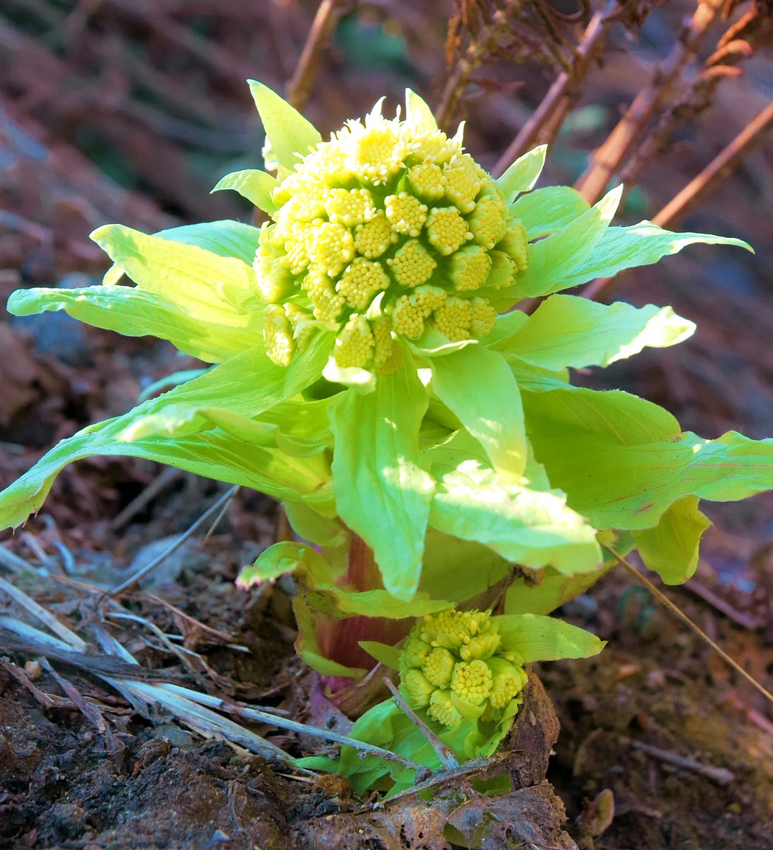 花 على تويتر 2月16日の花 フキノトウ 花言葉 愛嬌 フキの花芽を苞で包んだ茎のこと キク科 原産地 日本 中村汀女 昭和期の女性俳人 蕗の薹 おもひおもひの 夕汽笛 汽笛が響き渡る早春の夕暮時 各々が心の赴くままに蕗の薹を眺めている T