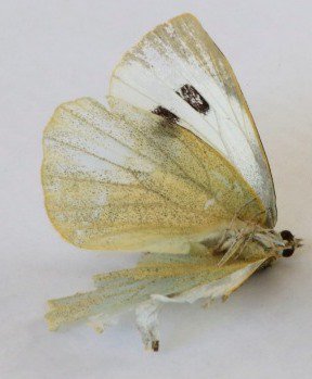 14mo since last GreatWhiteButterfly detection bit.ly/1U44K4i   #eradication #nativeplantsatrisk #DOCteam