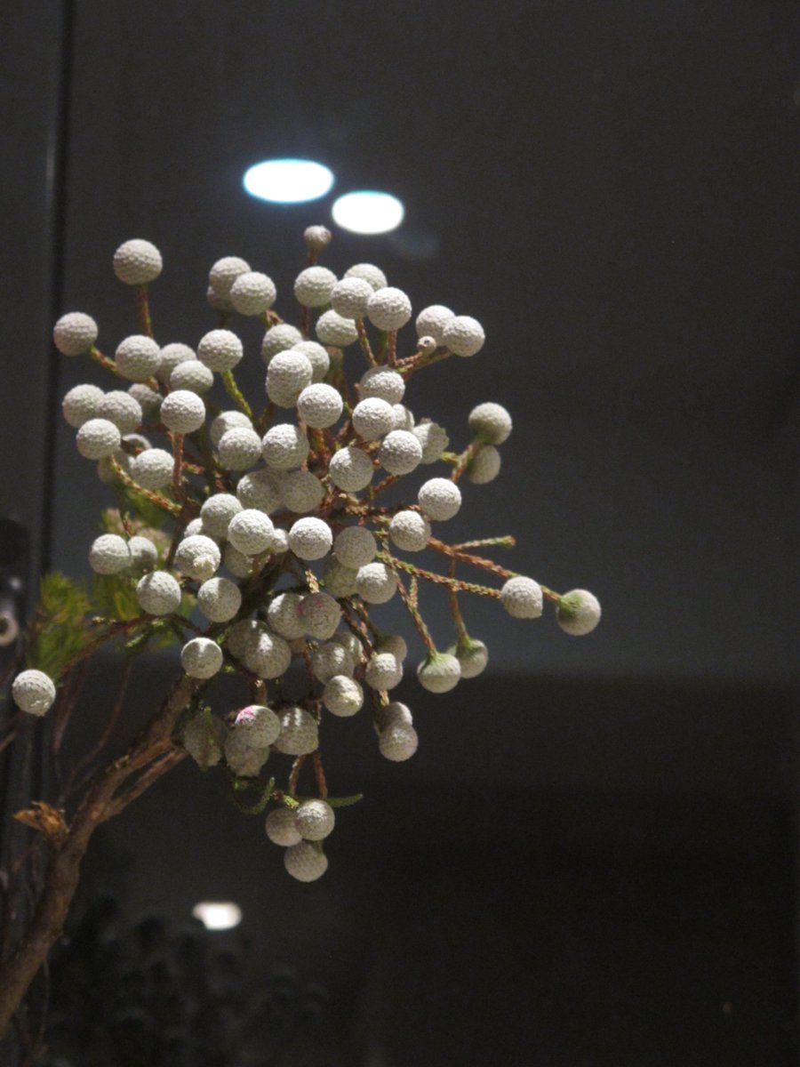 PaulJstudio's tweet photo. Flowers at home >> Good Night https://t.co/yhCNBLdayy