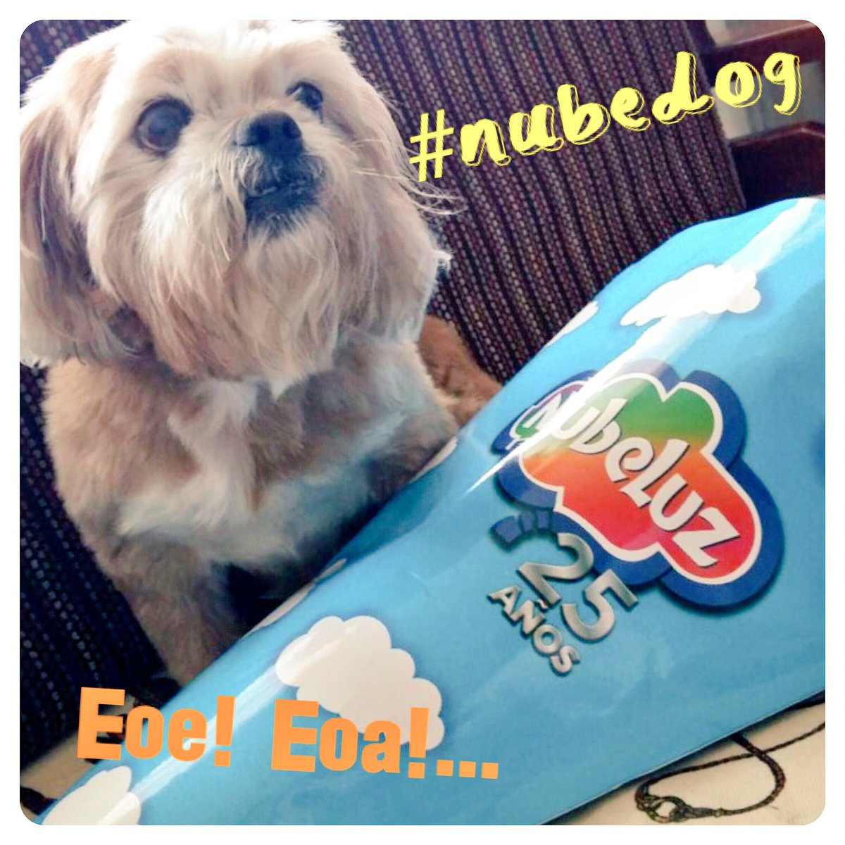 CarlaQuispeP's tweet photo. Lo que faltaba, ellos tambiรฉn son fans de @NubeluzOficial los #nubedogs #Nubeluz25Anos ๐ถ๐๐๐ฅ https://t.co/09zrbLGdEA