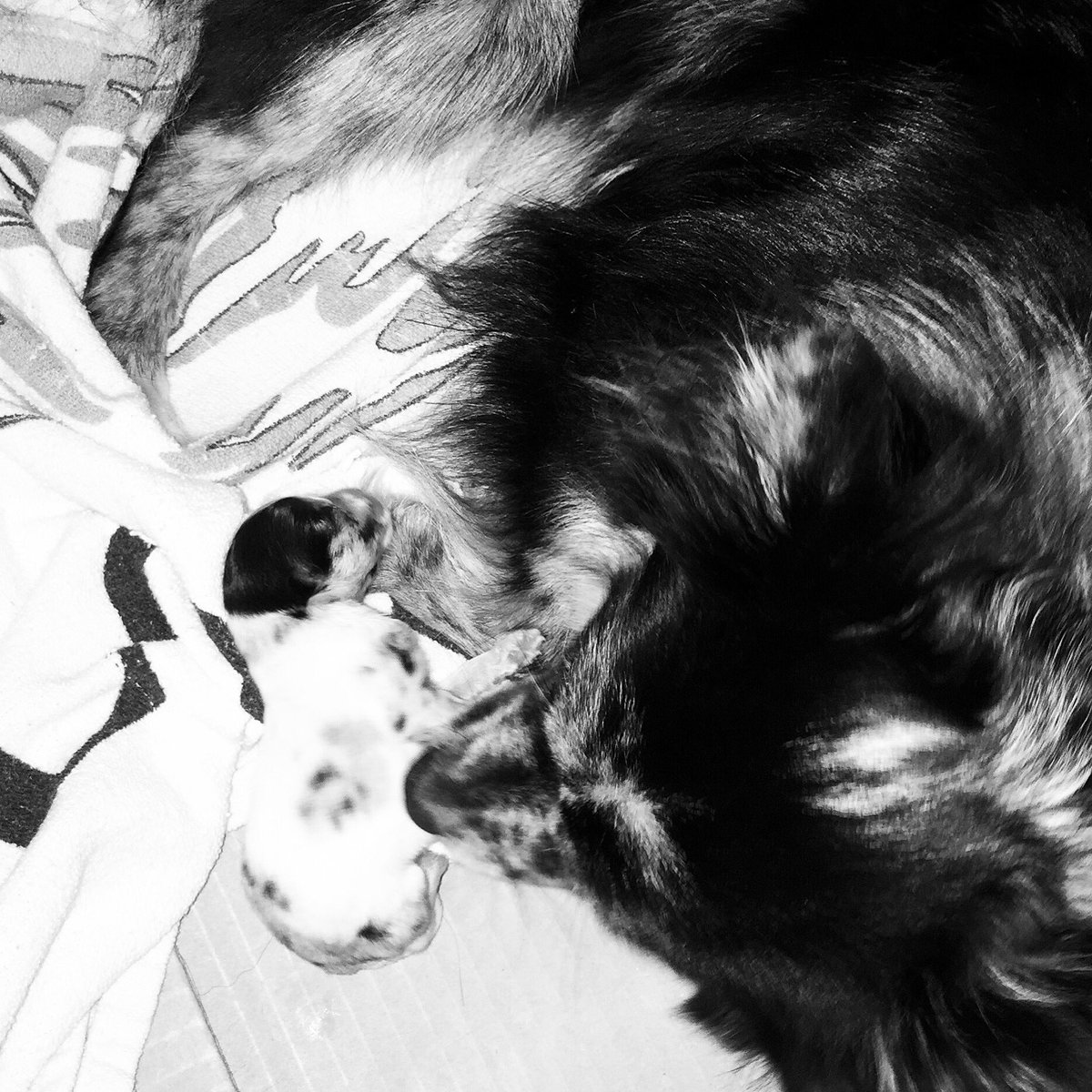 dogsoncamera's tweet photo. Good news everyone! We had a baby girl on 2/13/2016. Sorry for being gone for awhile – been expecting. #dogseyeview https://t.co/VWNaIs8l2J