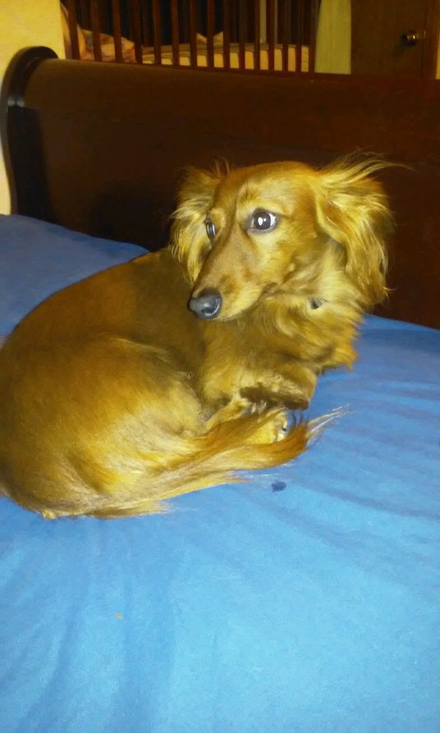 CompressiveOG's tweet image. Dog I&apos;m getting sometime this week. 🐶😍