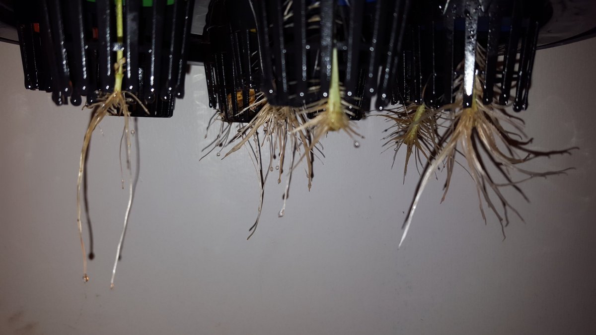 BioDomeX's tweet photo. How can just anyone start cloning plants #in5days? With the BioDome X6 of course! For more: https://t.co/1FMLVkXzWL https://t.co/A1eqpqknag