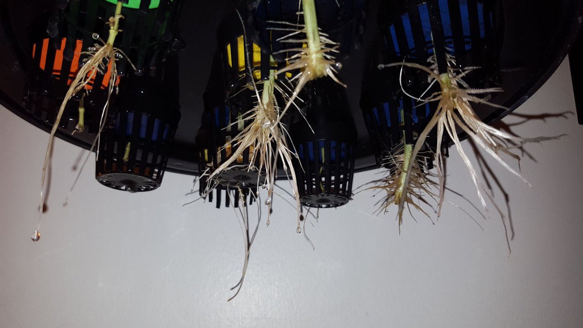 BioDomeX's tweet photo. How can just anyone start cloning plants #in5days? With the BioDome X6 of course! For more: https://t.co/1FMLVkXzWL https://t.co/A1eqpqknag