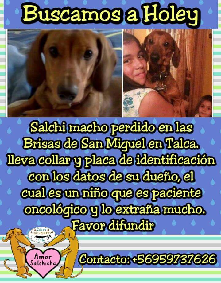 Holey perdido en Talca RT <a href="/lostpets_cl/">Lostpets.cl</a> <a href="/PerrosPerdidos/">PerrosPerdidos</a> @_PolloFuentes <a href="/kattykowaleczko/">Katty Kowaleczko</a> <a href="/MascotasCl/">buscando mascotas</a> <a href="/BuscoMascotacl/">BuscoMascota.cl</a>