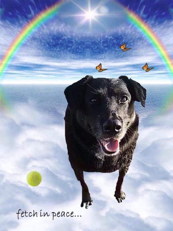 RIP #SapphieDog LuvU tweet media