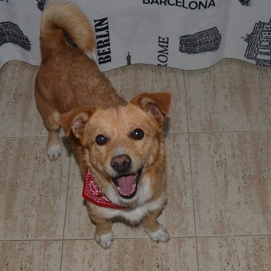 Tin_C_Astro's tweet photo. #dog #dogs #doggie #doggy #cutedog #happydog #puppie #puppies #puppy #pet #perro #psy #polishgirl #dogslover #likex… https://t.co/lETK7JEagJ