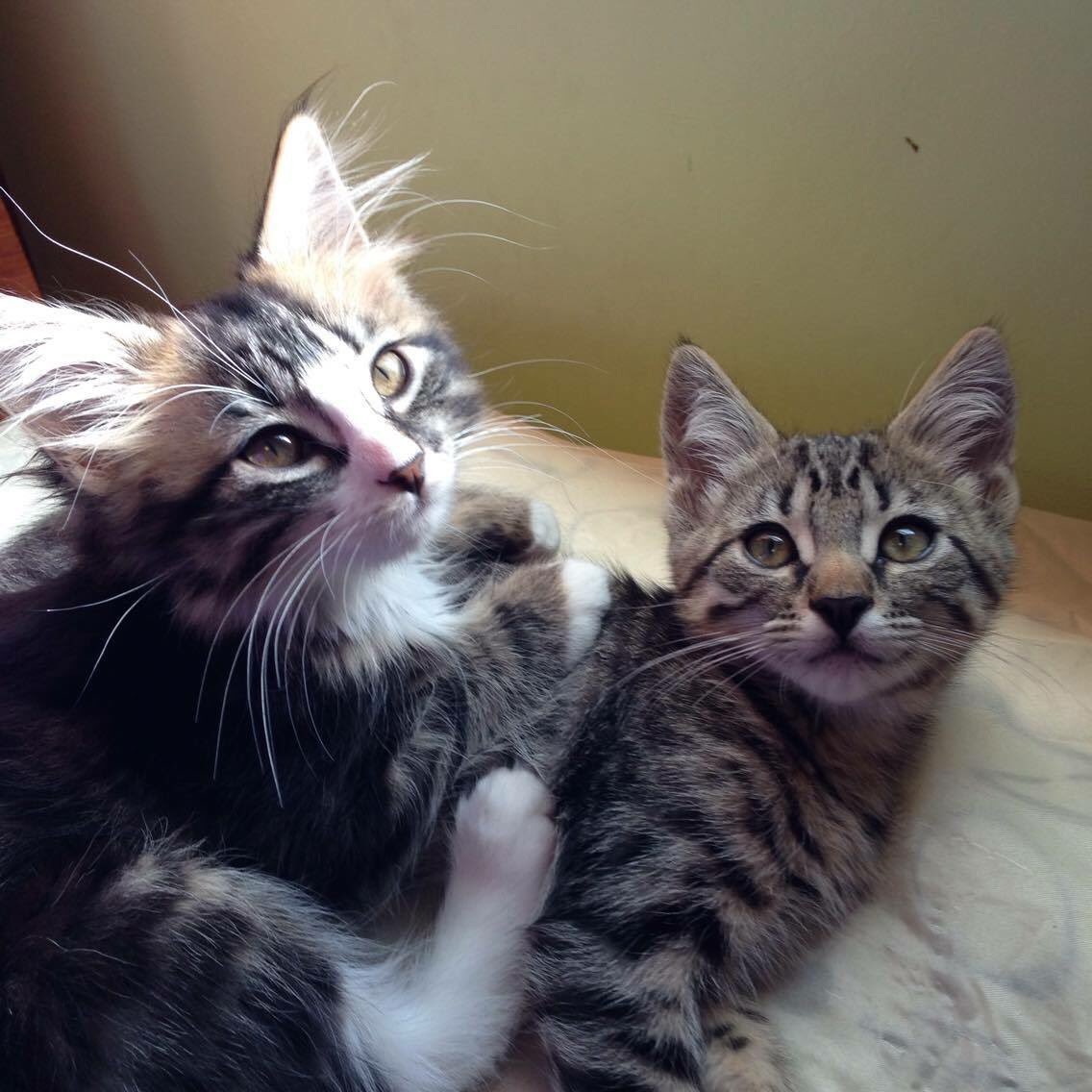 tbbruck's tweet photo. Adopted these little snugglers just in time for Family Day. Thanks @AARCS_Canada ! https://t.co/MVLunPPYyi